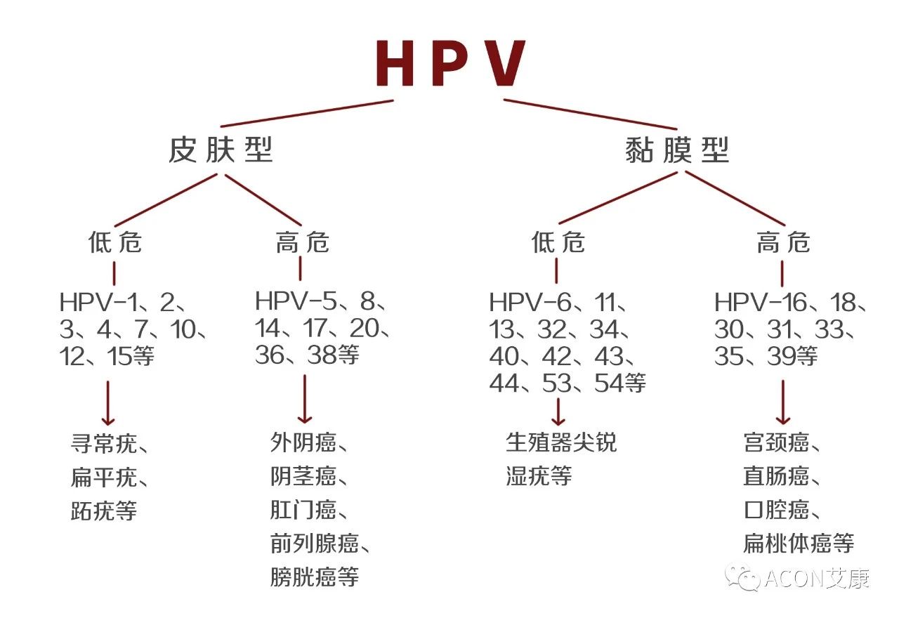 HPV转阴其实很简单， 女性必知的宫颈癌真相