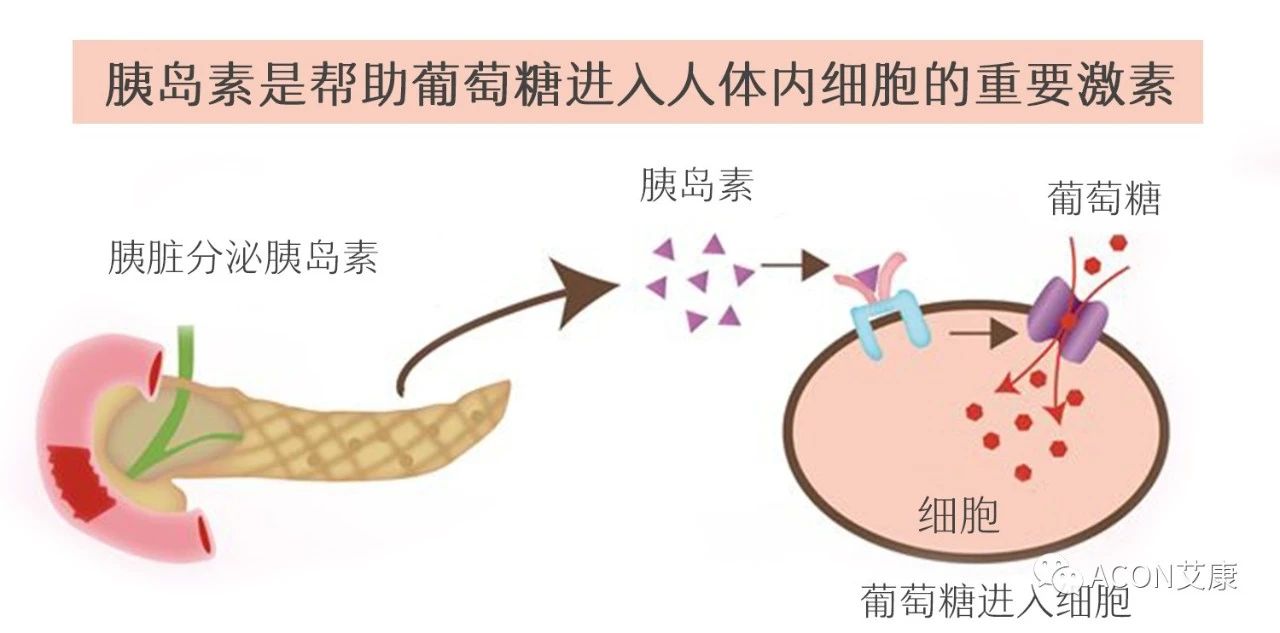 爆上热搜，因爆发型糖尿病进入ICU，有哪些教训值得我们汲取